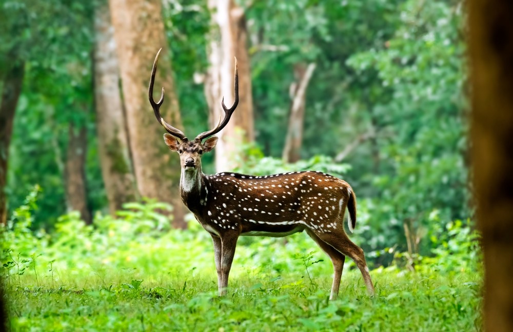 Kerala Wildlife Guide