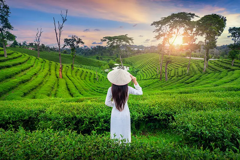 A woman in a conical hat looking over a green tea plantation at sunset