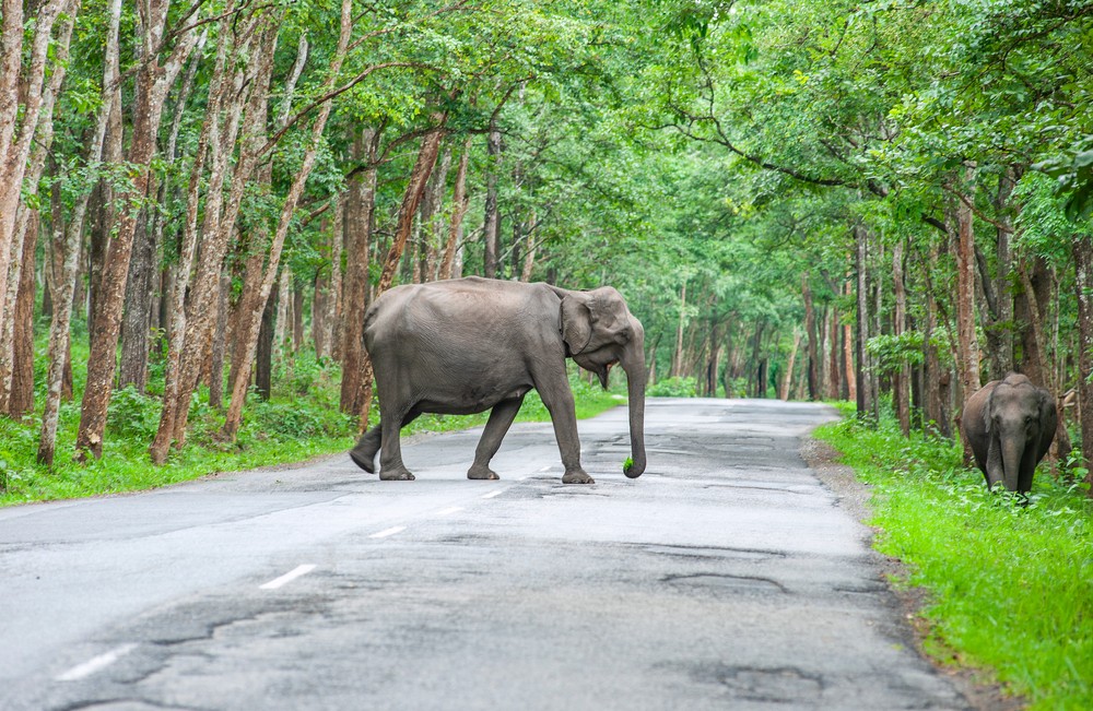 Wayanad Adventure Package